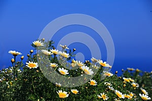 Daisy flowers against blue background