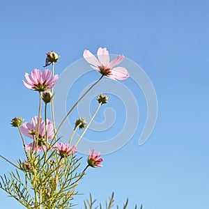 daisy flowers