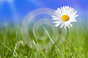 Daisy flowers alone