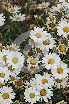 Daisy flowers as a background
