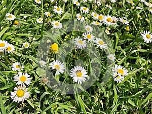 Daisy flowers as a background