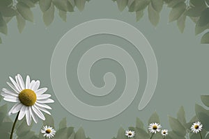 Daisy flowers background