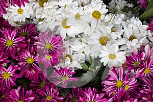 Daisy flowers background, close-up of beautiful daisies flowers