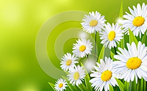 Daisy flowers background