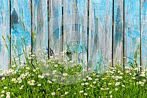 Daisy flowers on a background of wooden fence