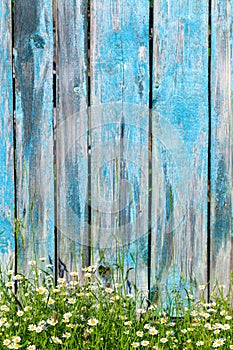 Daisy flowers on a background of wooden fence