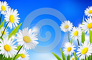 Daisy flowers background for you design