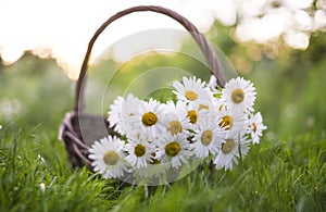 Daisy flowers in the basket on green grass at the sunset