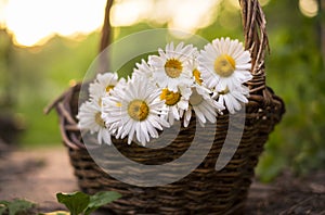 Daisy flowers in the basket on green grass at the sunset