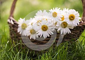 Daisy flowers in the basket on green grass at the sunset