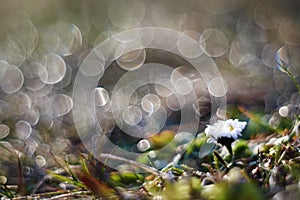 Daisy flowers