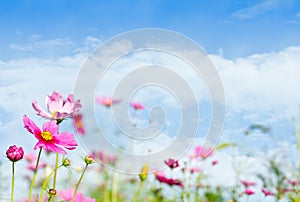 Daisy flowers with beautiful sky