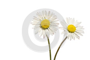 Daisy flowers, Bellis perennis