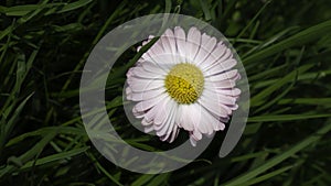 Daisy flowers Bellis perennis in green grass