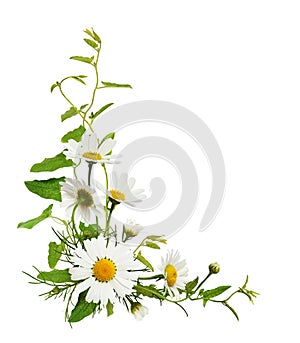 Daisy flowers and bindweed leaves in a corner floral arrangement