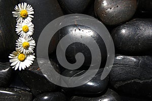 Daisy flowers on black stones