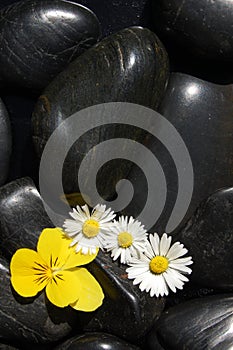 Daisy flowers on black stones