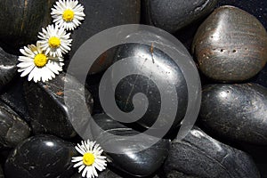 Daisy flowers on black stones