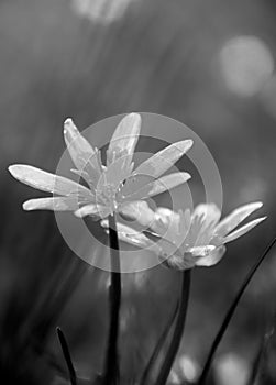 Daisy flowers in black and white