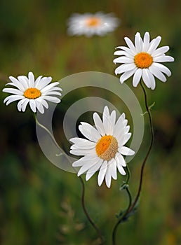 Daisy flowers in bloom