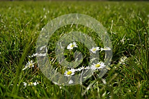 Daisy flowers blooming in the garden among green grass on a sunny day