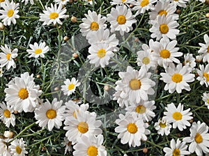 daisy flowers blooming love white yellow summers plant