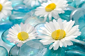 Daisy Flowers on Blue Glass Stones