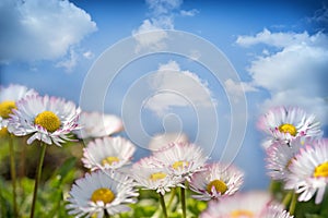 Daisy flowers and blue sky