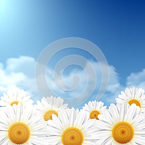 Daisy flowers with a blue sky