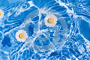 Daisy flowers in blue transparent water. floral composition with sun and shadows. Nature concept. Top view. Selective focus