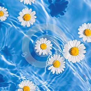 Daisy flowers in blue water. Summer floral composition with sun and shadows. Nature concept. Top view. Selective focus
