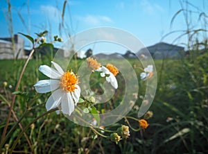 Daisy flowers on a blurred blue sky background among green grass