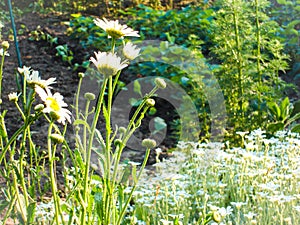 Daisy flowers border