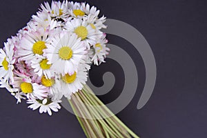 Daisy flowers bouquet