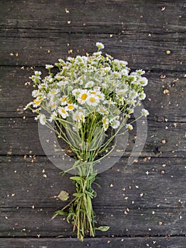 Daisy flowers bouquet on the old weathered wooden planks