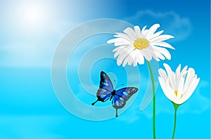 Daisy flowers and butterfly against blue sky