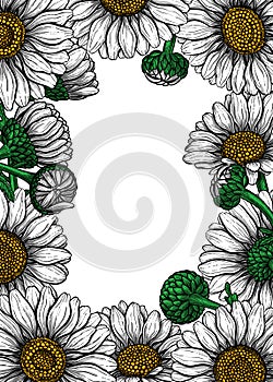 Daisy flowers card