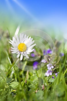 Daisy flowers close-up