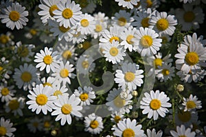 Daisy flowers