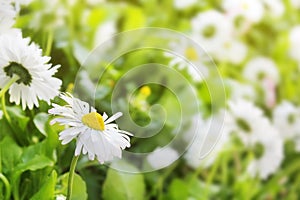 Daisy flowers Closeup of field beautiful white on blurred green