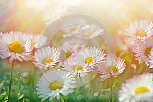 Daisy flowers - closeup (spring daisy)