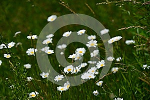 Daisy flowers in closeup on a sumer day