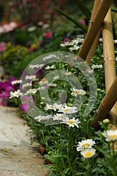 Daisy flowers in clusters