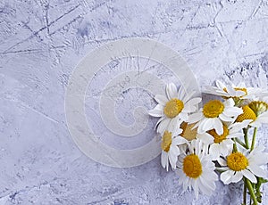 daisy flowers on concrete background frame romantic compositio