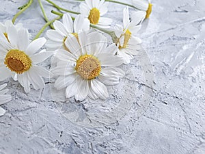 daisy flowers on concrete background summer frame romantic compositio
