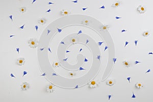 Daisy flowers and cornflowers petals pattern on white background. Flat lay, top view
