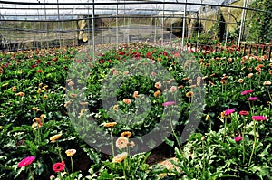 Daisy flowers cultivated in a green house