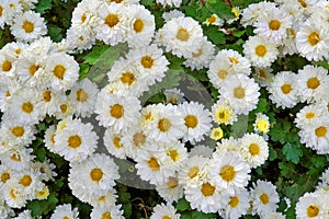Daisy flowers - daisies in the garden - Small white flowers - spring - autumn - summer