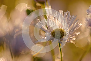 Daisy flowers with dewdrops in morning light