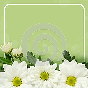 Daisy flowers edge and frame